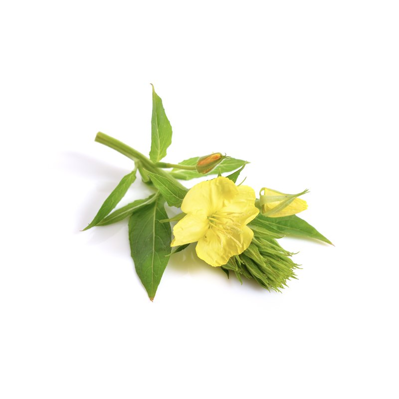 Life Extension, primrose flower: GLA  supplement 